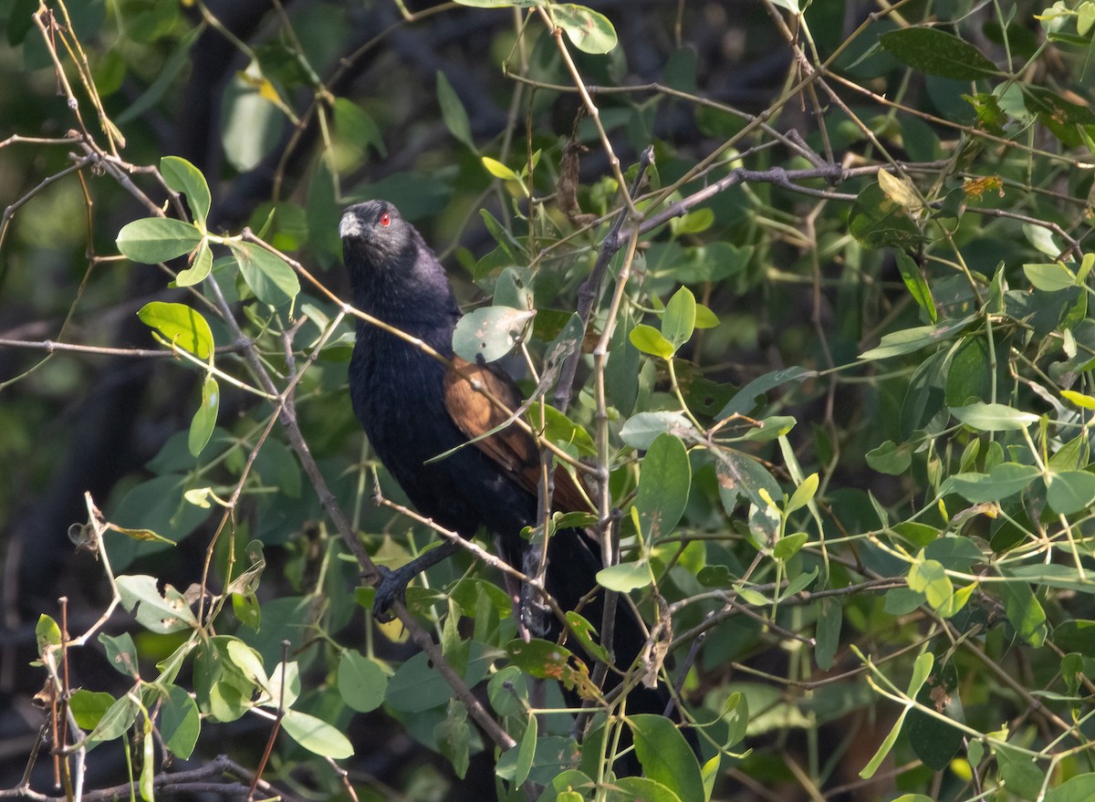 Greater Coucal - Mitch Rose