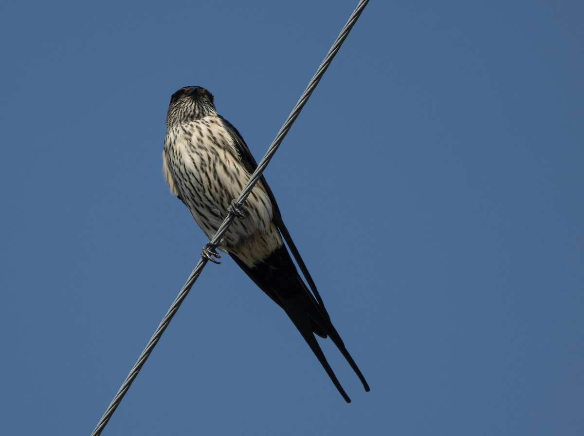 Striated Swallow - Mitch Rose