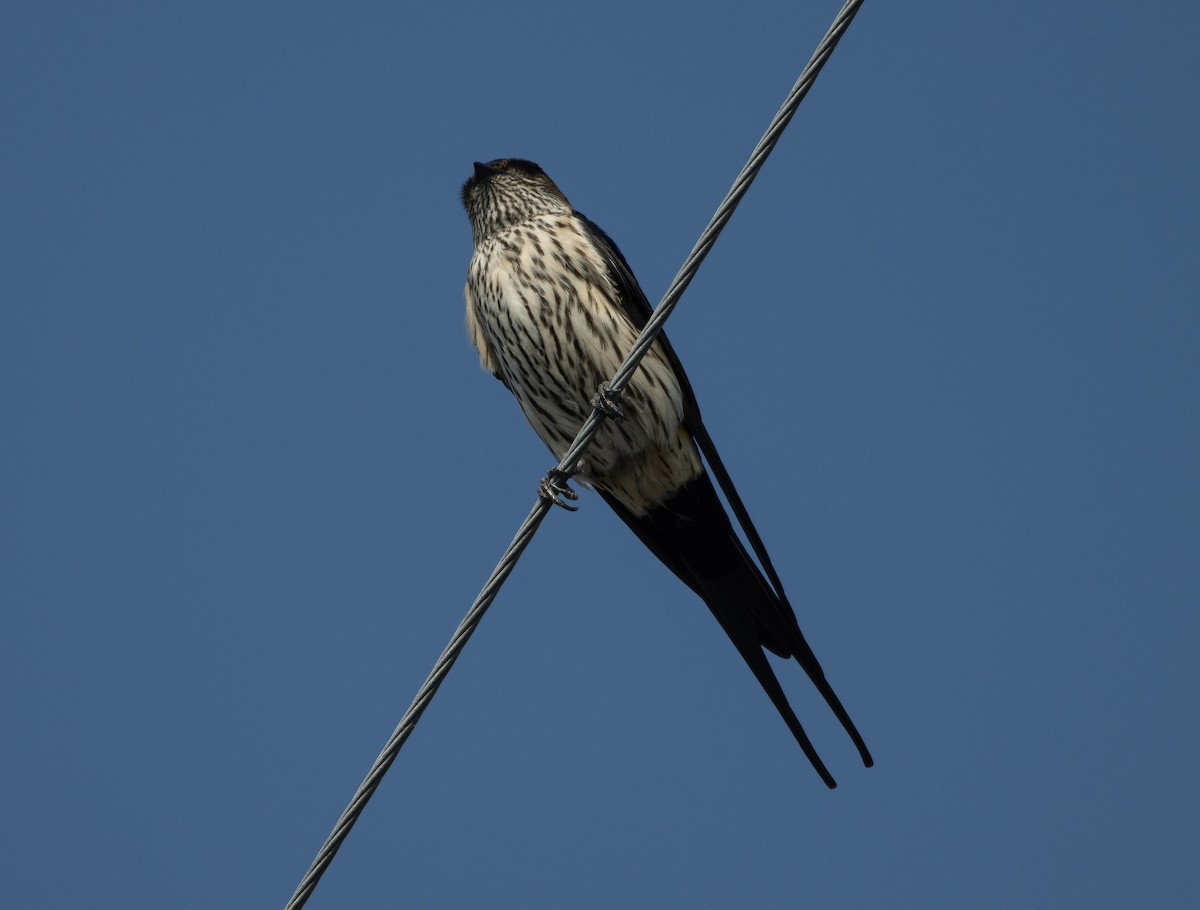 Striated Swallow - Mitch Rose