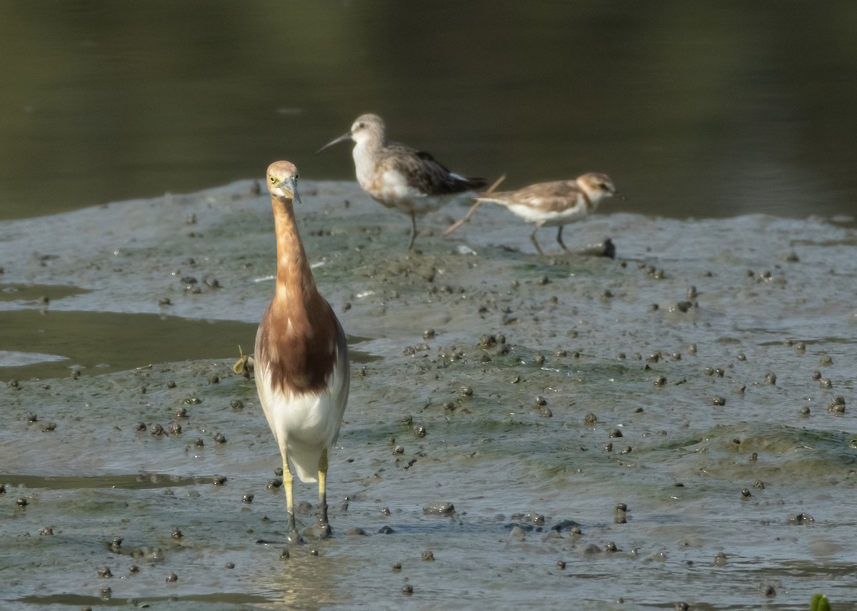 Curlew Sandpiper - Mitch Rose