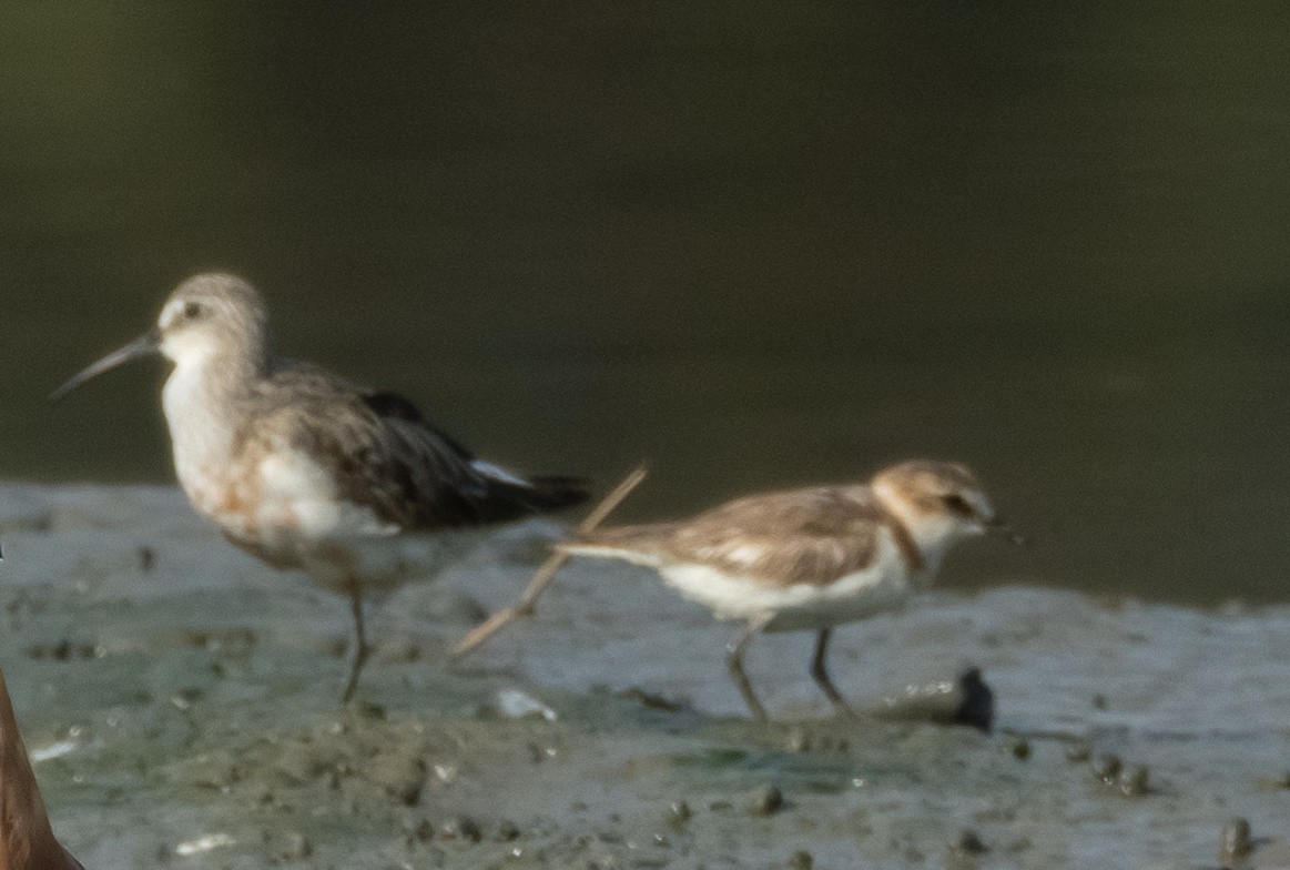 Curlew Sandpiper - Mitch Rose