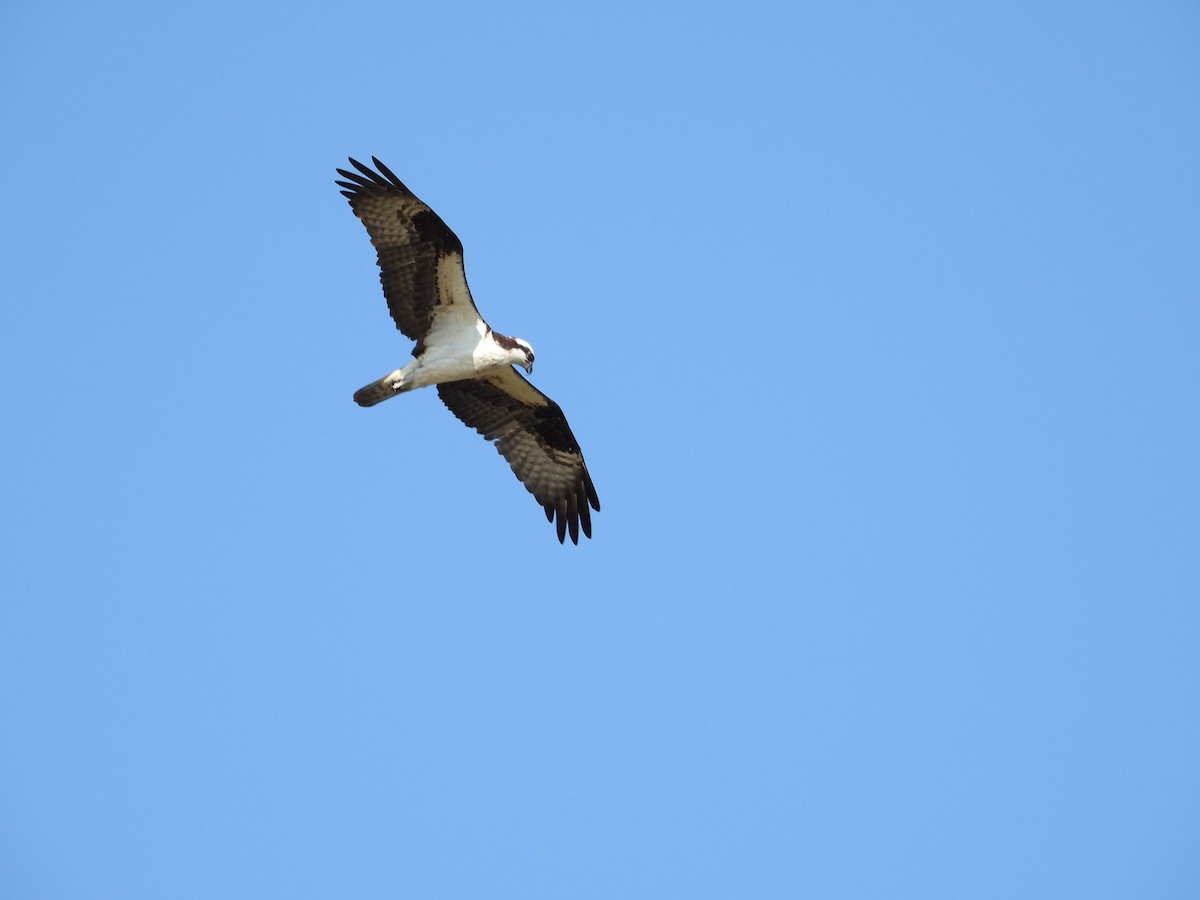 Osprey - ML482529821