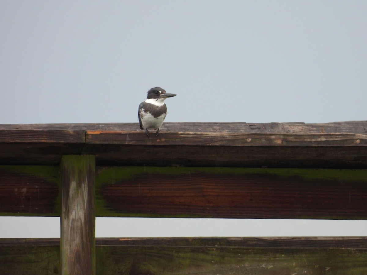 Belted Kingfisher - ML482529851