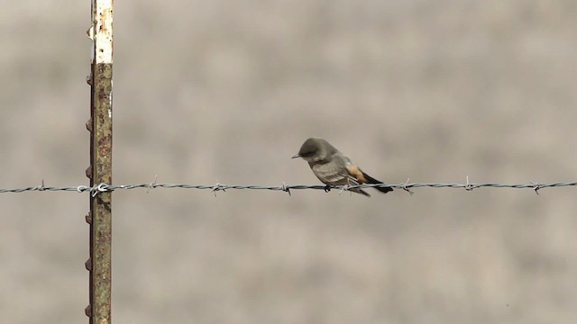 Say's Phoebe - ML482530