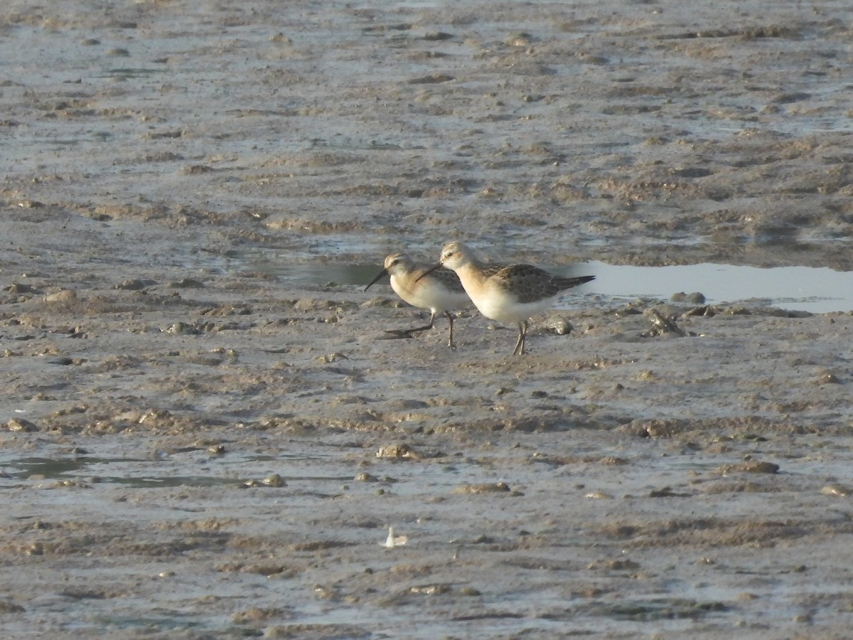 Curlew Sandpiper - ML482530021