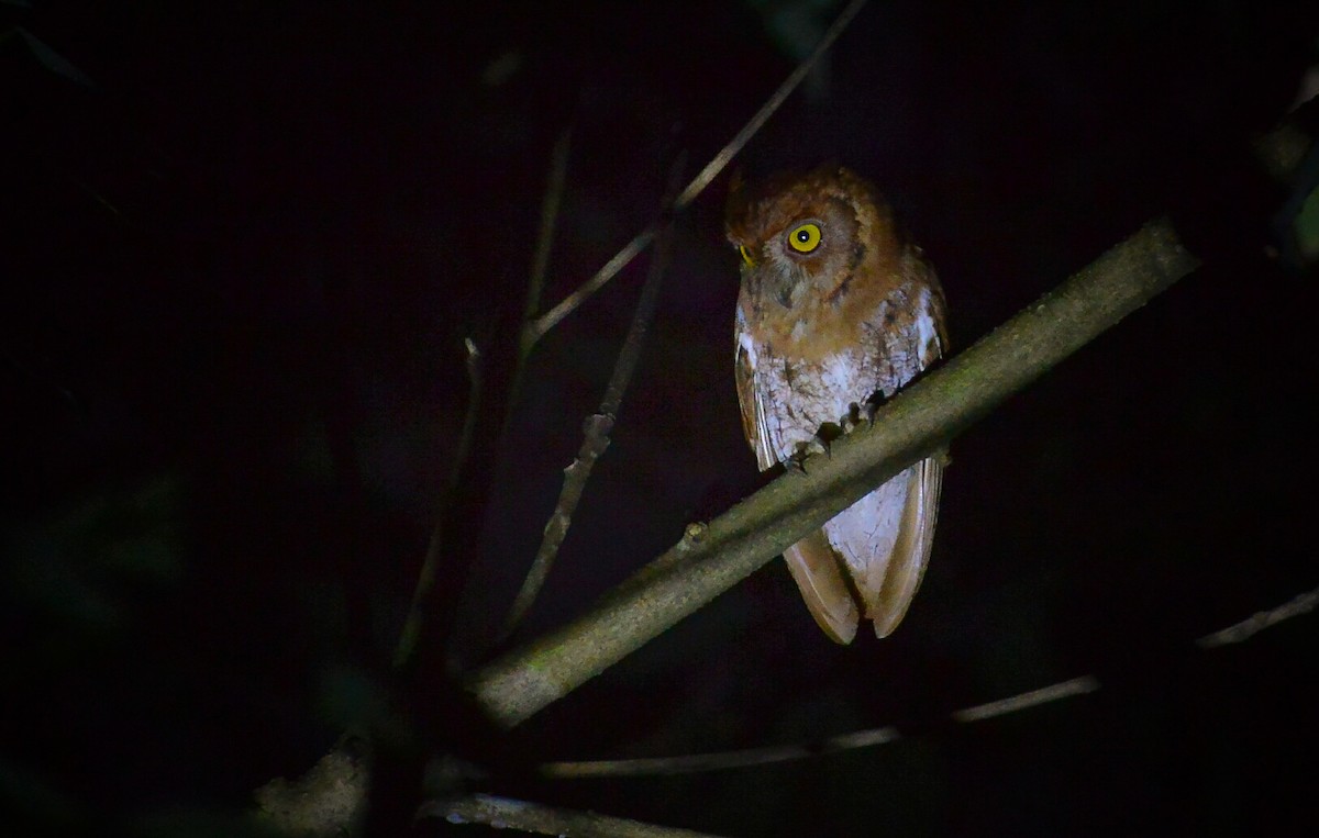 Oriental Scops-Owl - Renjith V J