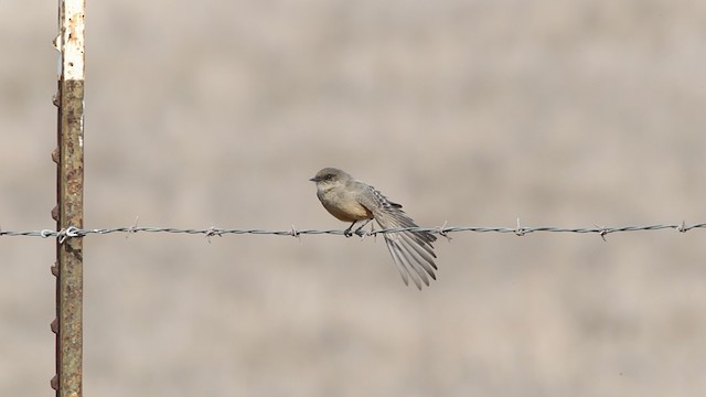 Say's Phoebe - ML482531