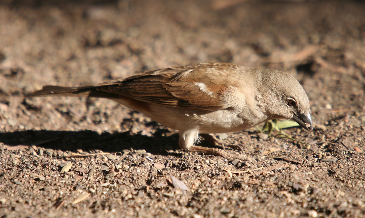 Southern Gray-headed Sparrow - Hans-Jürgen Kühnel