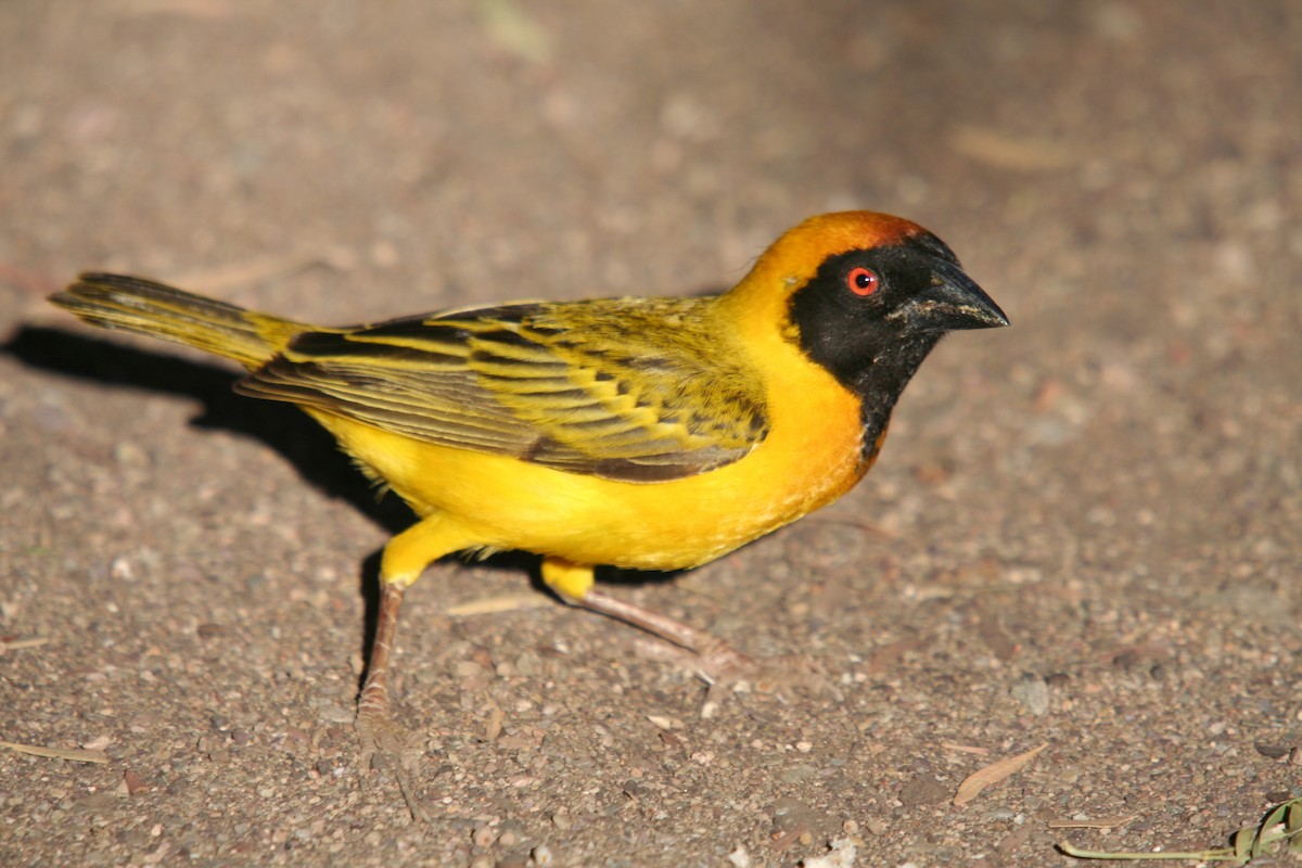 Southern Masked-Weaver - Hans-Jürgen Kühnel