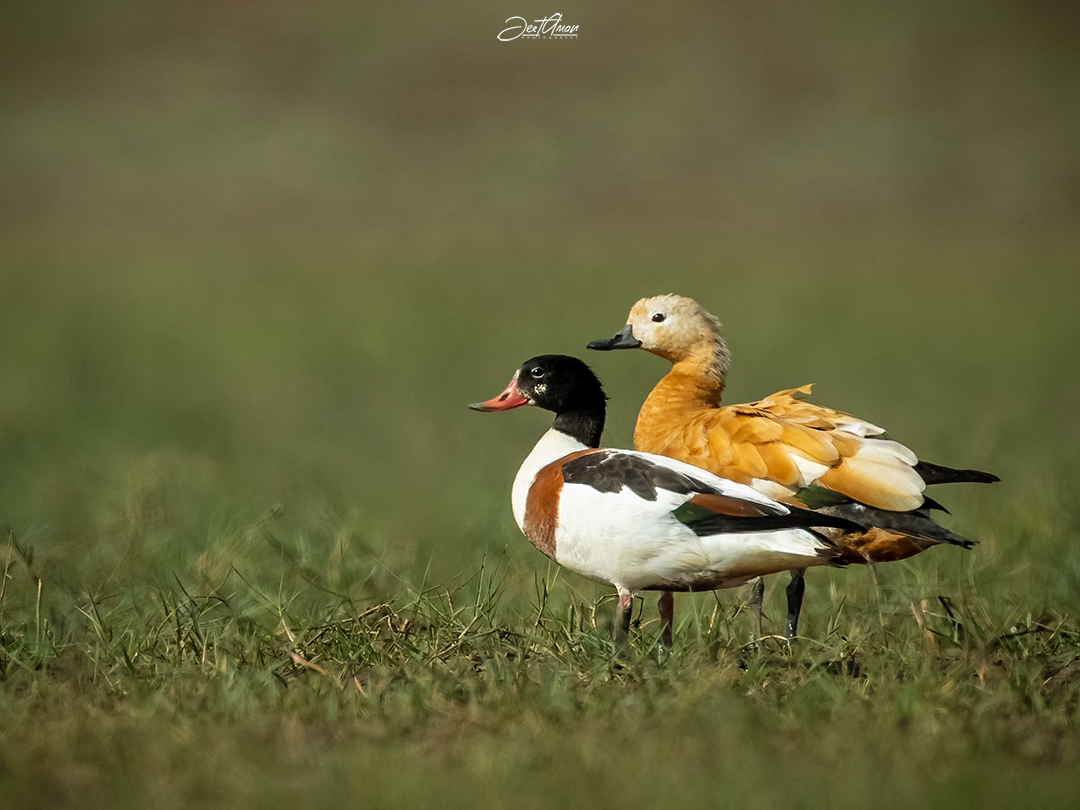 Common Shelduck - Jeetendra Chaware