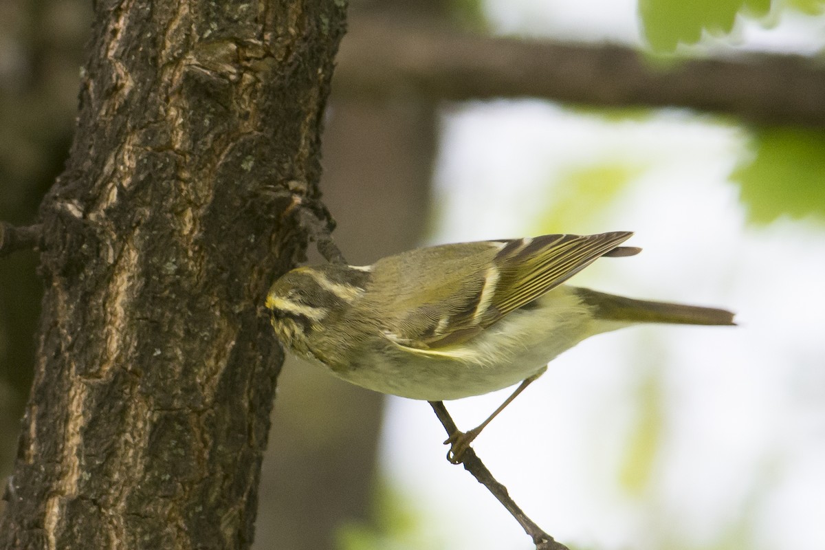 Pallas's Leaf Warbler - ML482533521