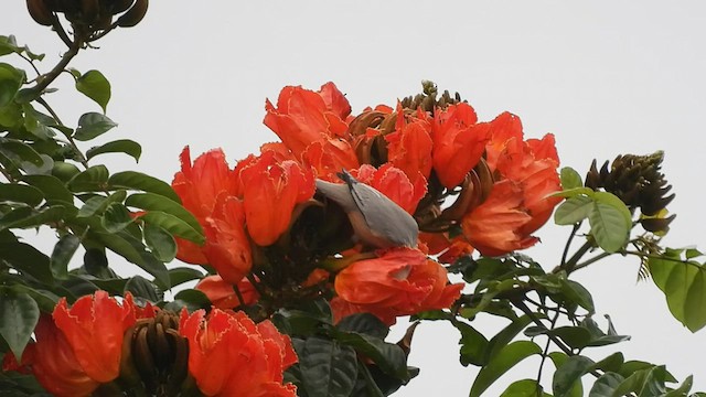 Malabar Starling - ML482534141