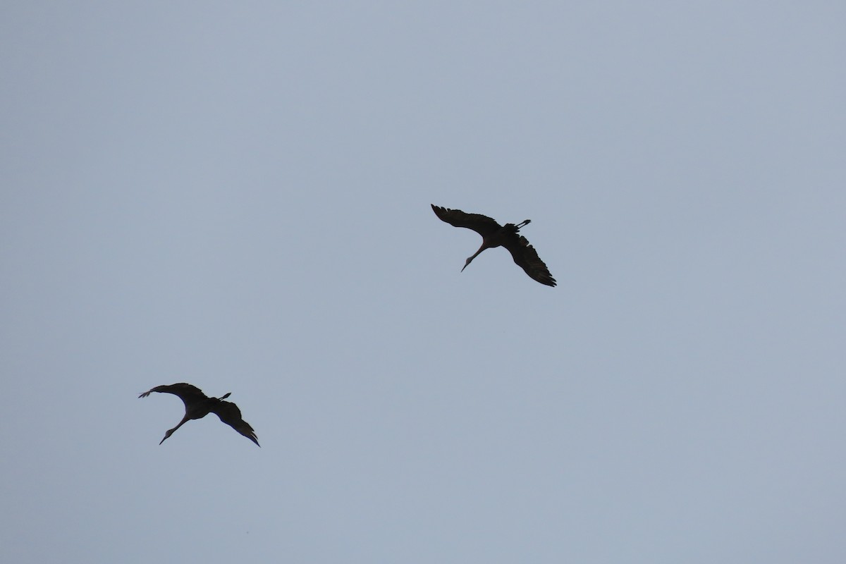 Sandhill Crane - ML482534521