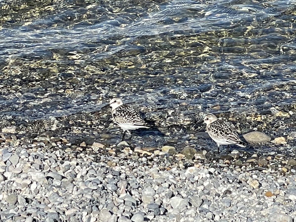 Sanderling - Stuart Campbell