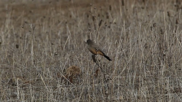 Say's Phoebe - ML482535