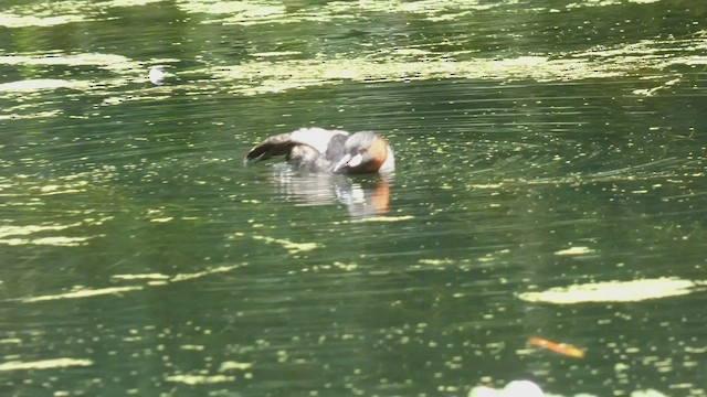 Little Grebe - ML482535561