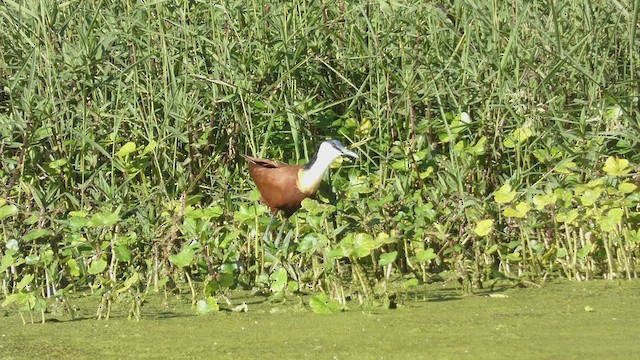 Jacana à poitrine dorée - ML482535631