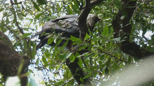 African Harrier-Hawk - ML482535681