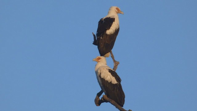 Palm-nut Vulture - ML482535691