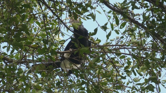 Silvery-cheeked Hornbill - ML482535711