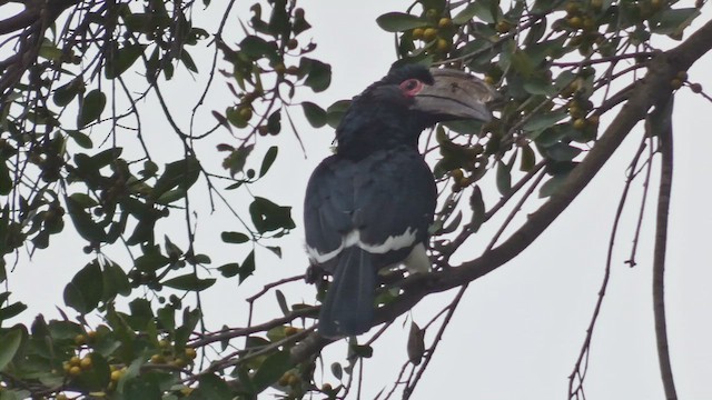 Trumpeter Hornbill - ML482535881