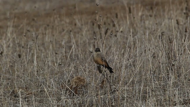 Say's Phoebe - ML482536