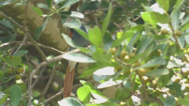 African Paradise-Flycatcher - ML482536031