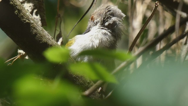 Green-backed Camaroptera - ML482536101