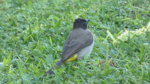 Common Bulbul - ML482536171