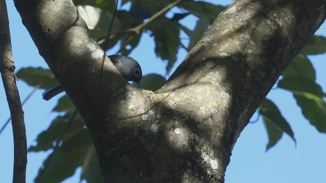 メジロハイビタキ - ML482536271