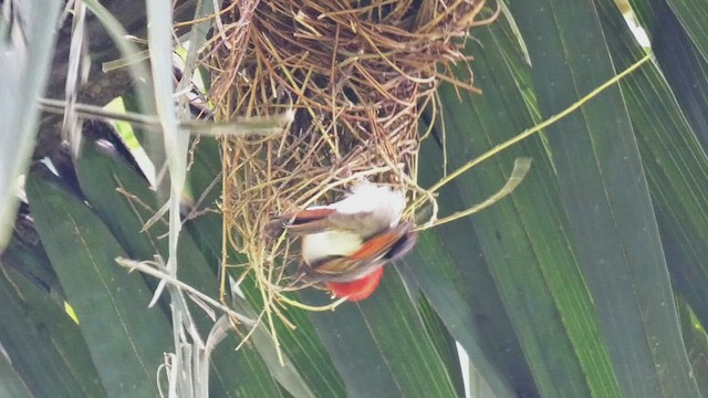 Red-headed Weaver - ML482536311