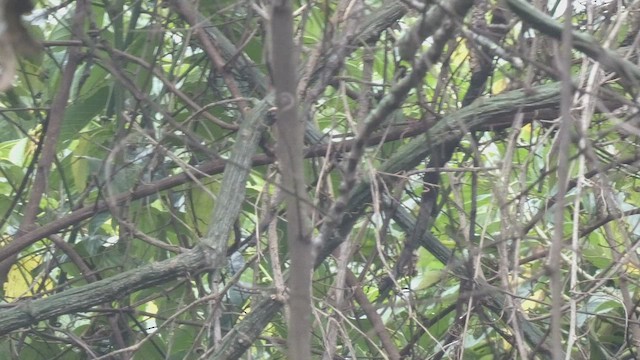 スズゴエヤブモズ - ML482536541