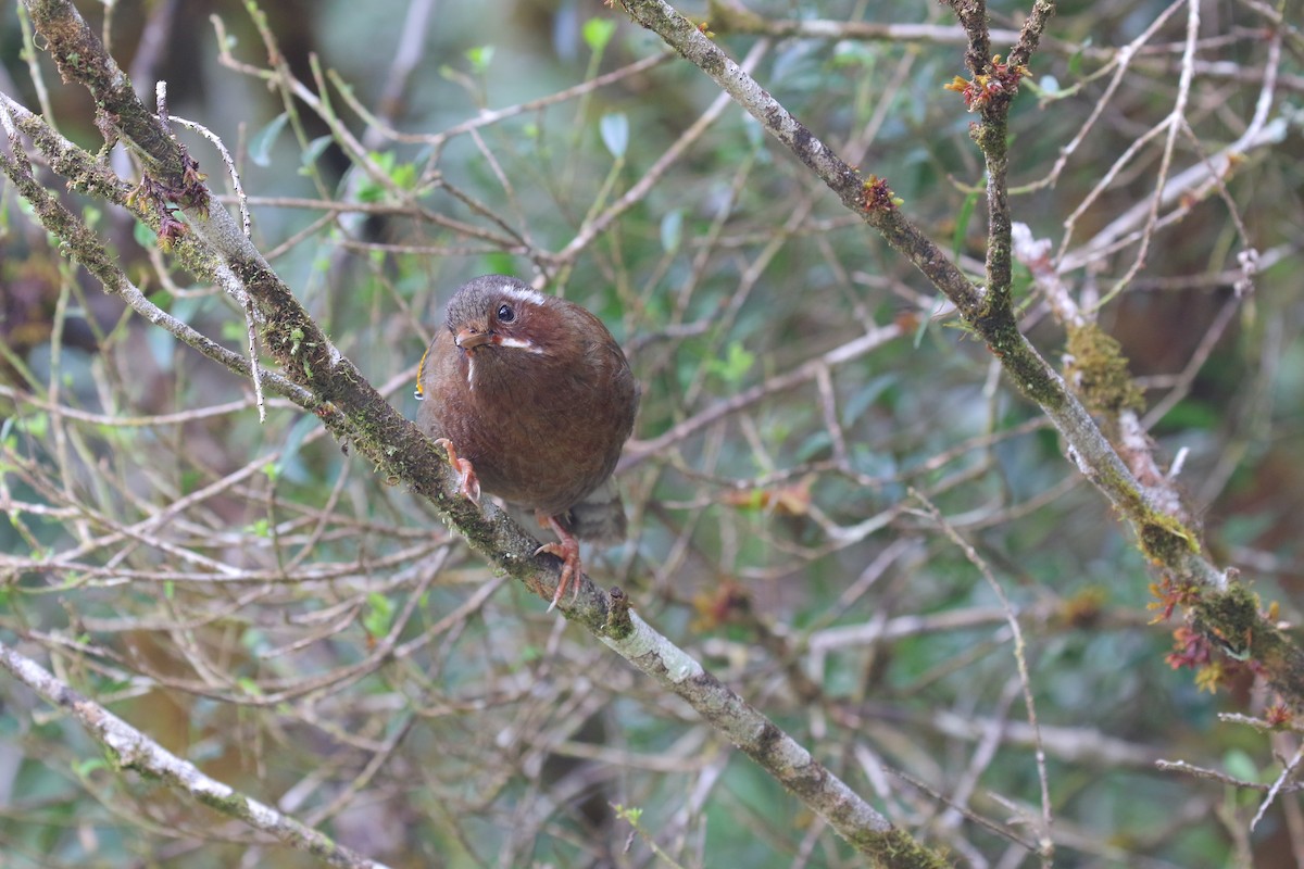 White-whiskered Laughingthrush - ML482536911