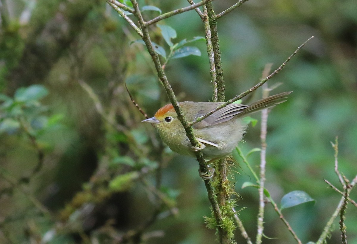 Rufous-capped Babbler - ML482536951