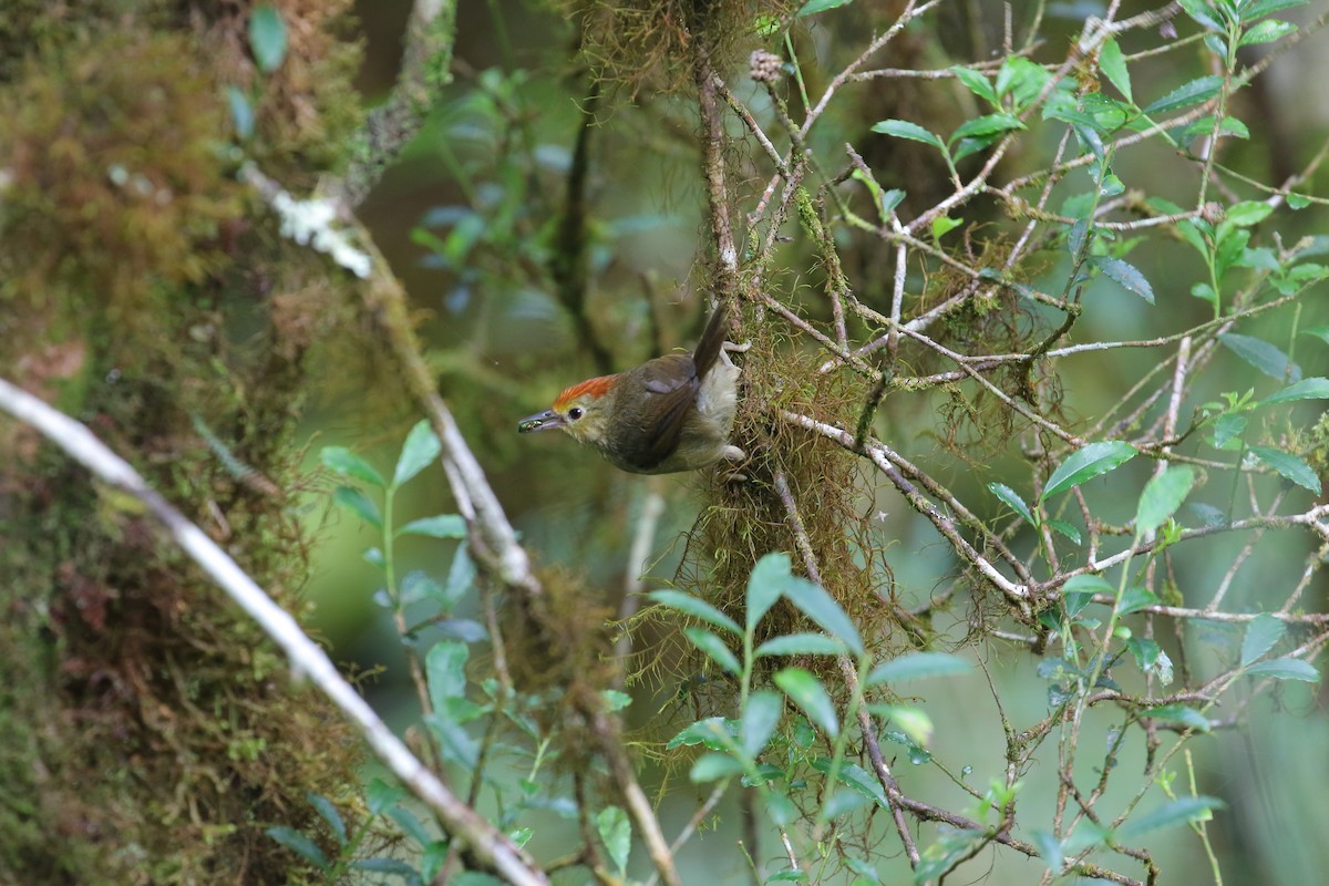 Rufous-capped Babbler - ML482536961