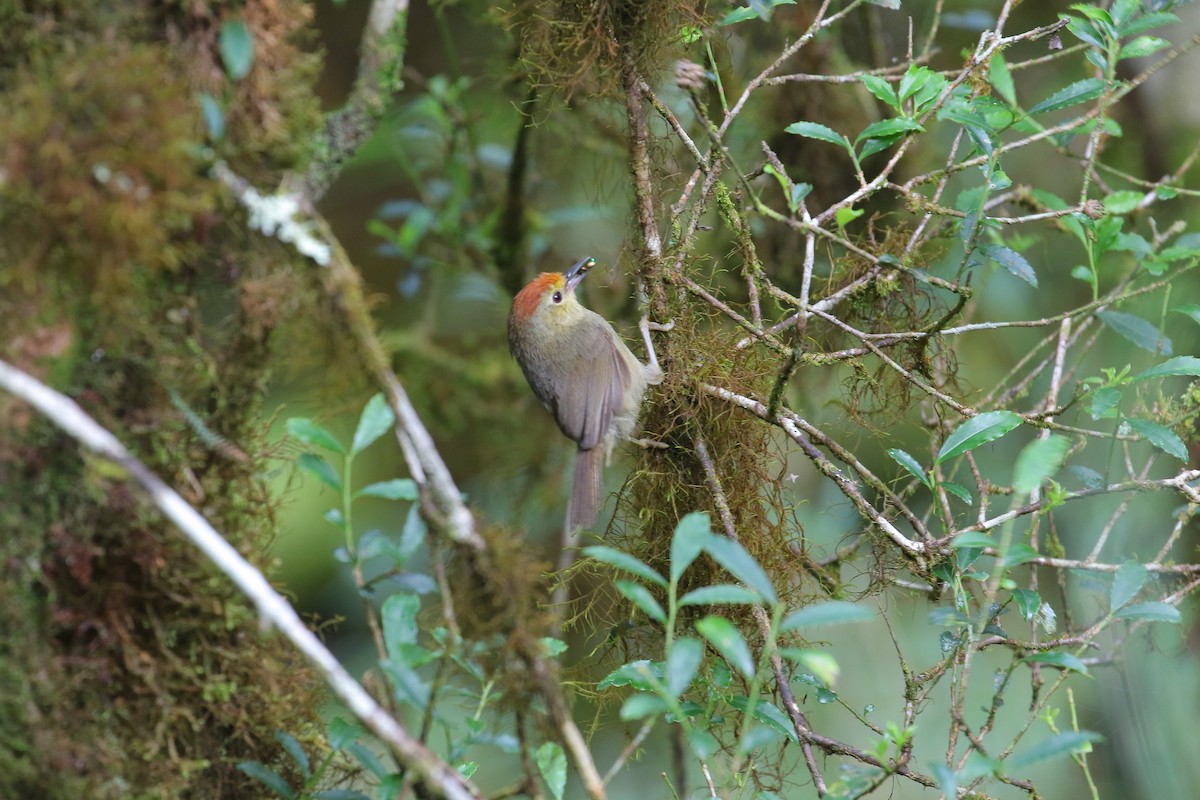 Rufous-capped Babbler - ML482536971