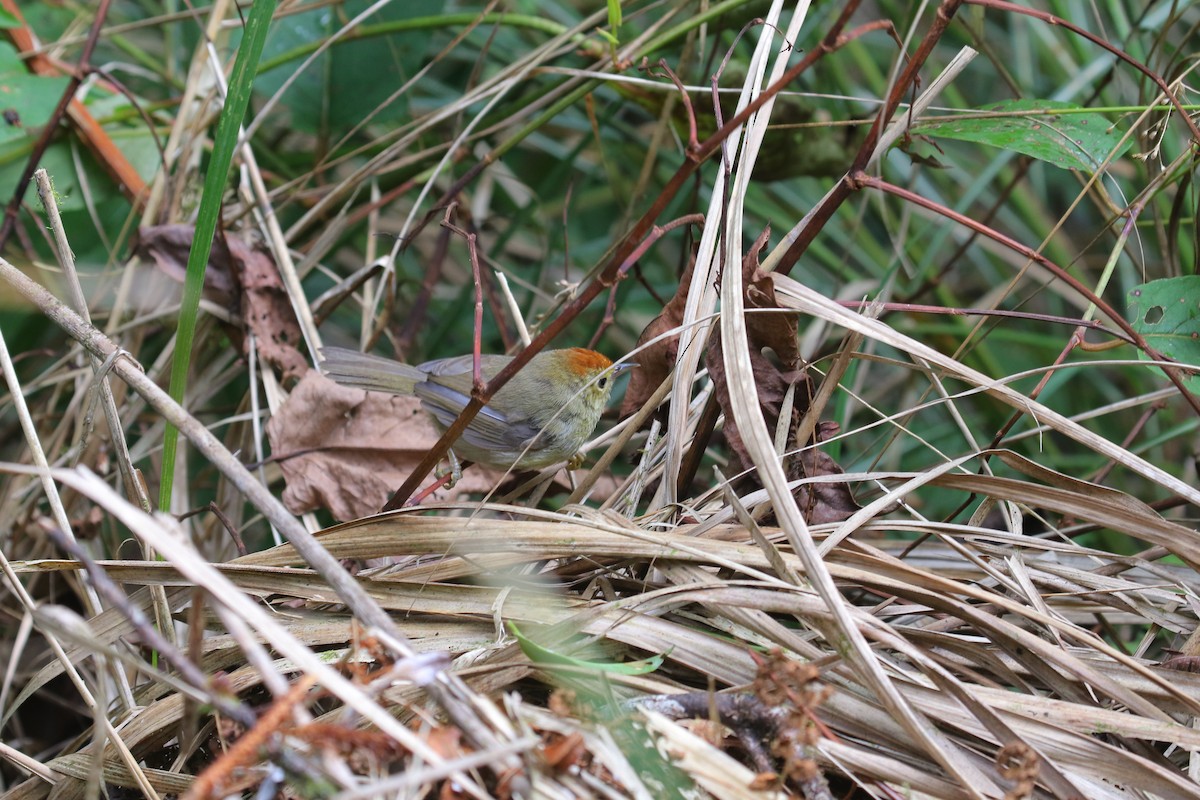 Rufous-capped Babbler - ML482536981