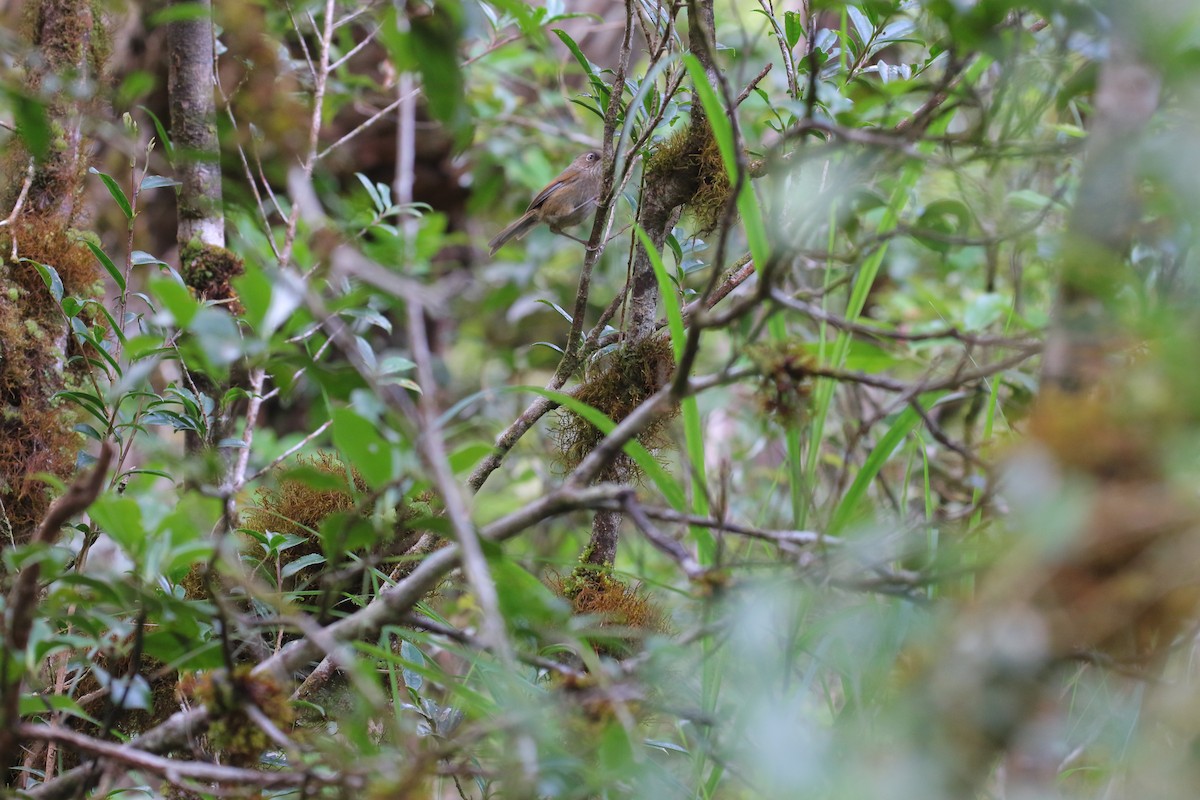 Taiwan Fulvetta - ML482537061