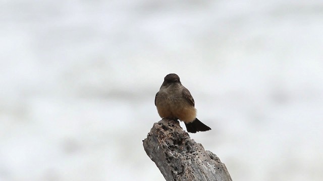 Say's Phoebe - ML482539