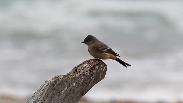 Say's Phoebe - ML482540