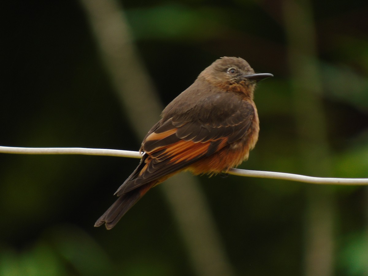 Cliff Flycatcher - ML482540011