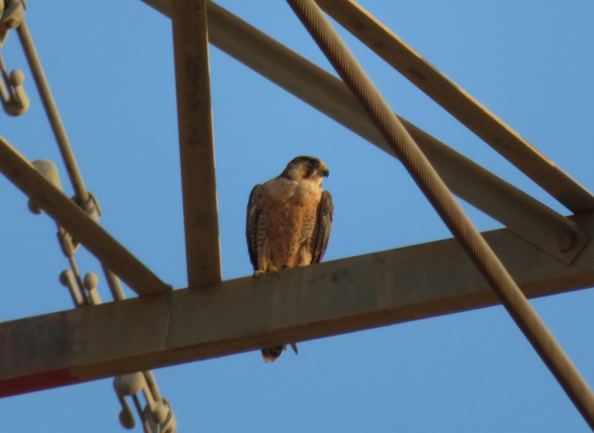 Peregrine Falcon (Barbary) - ML482540771