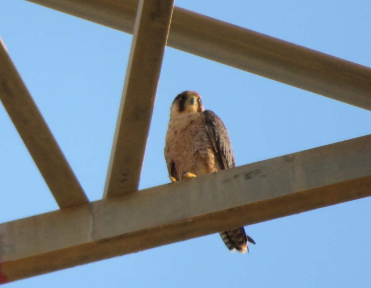 Peregrine Falcon (Barbary) - ML482540781