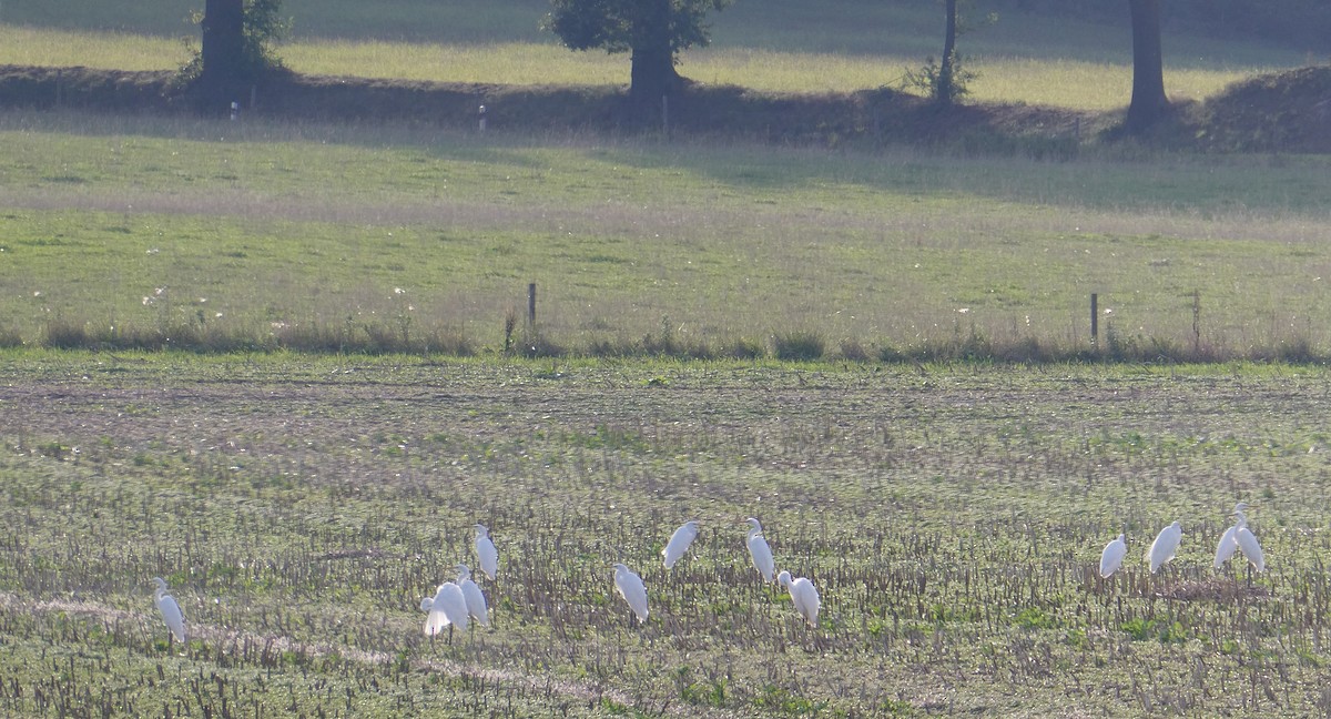 Great Egret - ML482540791
