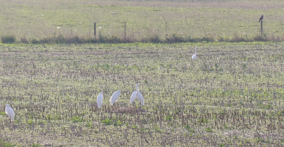 Great Egret - ML482540811