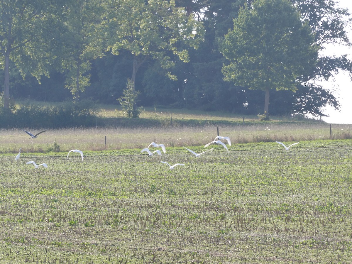 Great Egret - ML482540821
