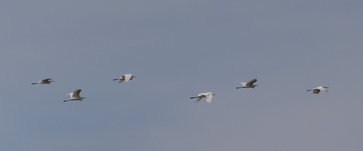 Great Egret - ML482541101