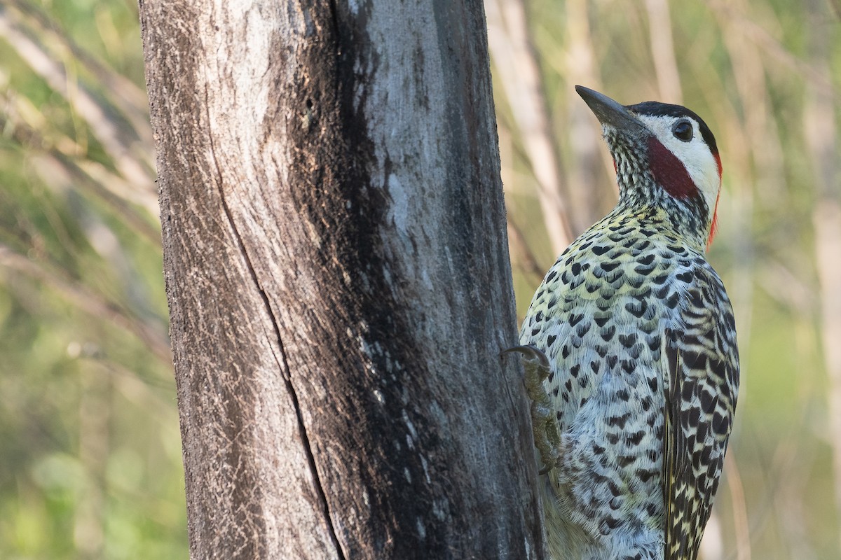 Green-barred Woodpecker - ML482543491