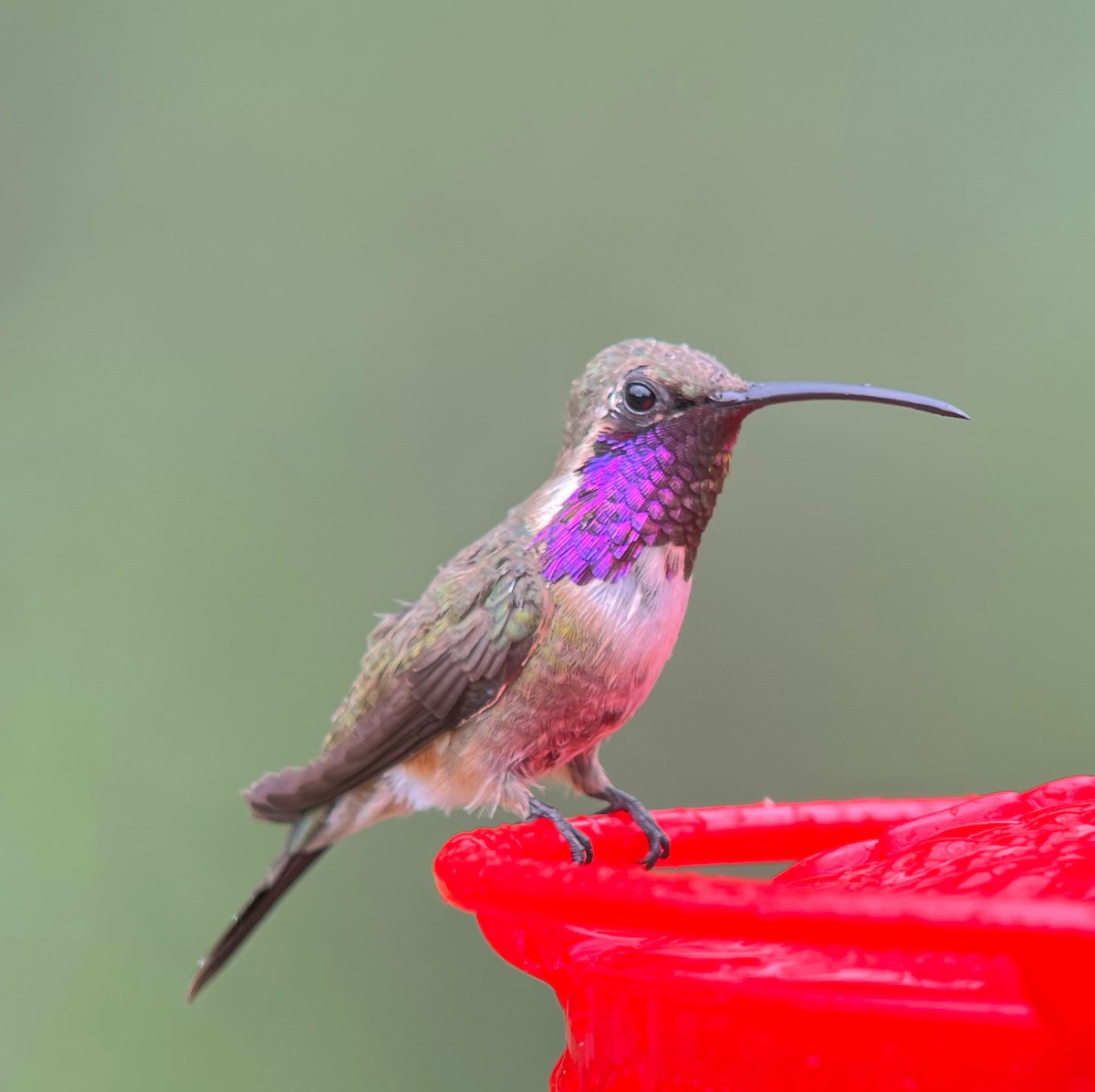 Lucifer Hummingbird - ML482544691