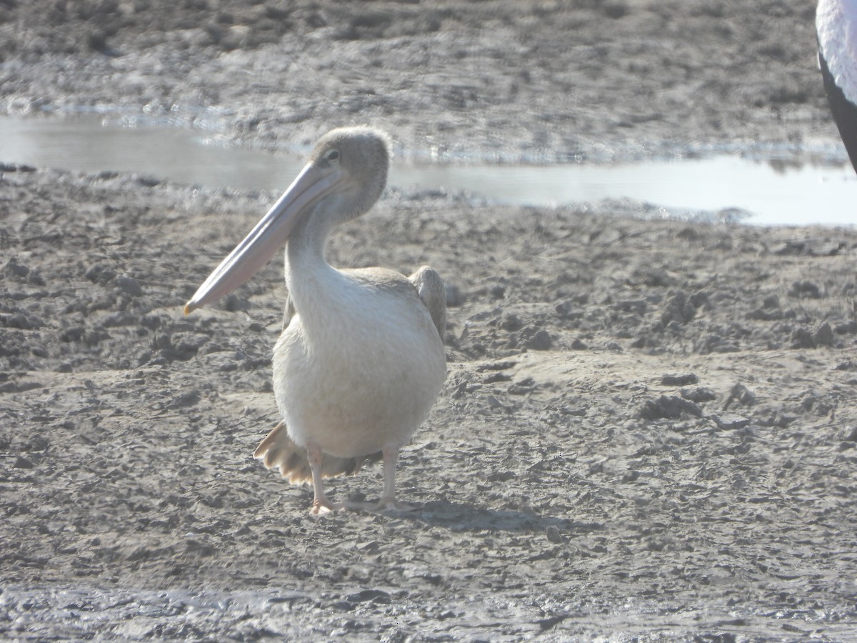Pink-backed Pelican - ML482546121